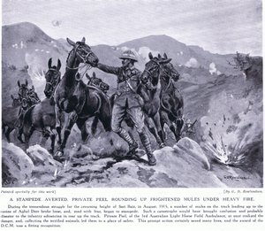 1915年8月，在Sari Bair，踩踏的避免私人皮尔围绕受惊的骡子